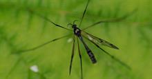 Crane fly - credit: Flickr/gbohne (CC by 2.0)